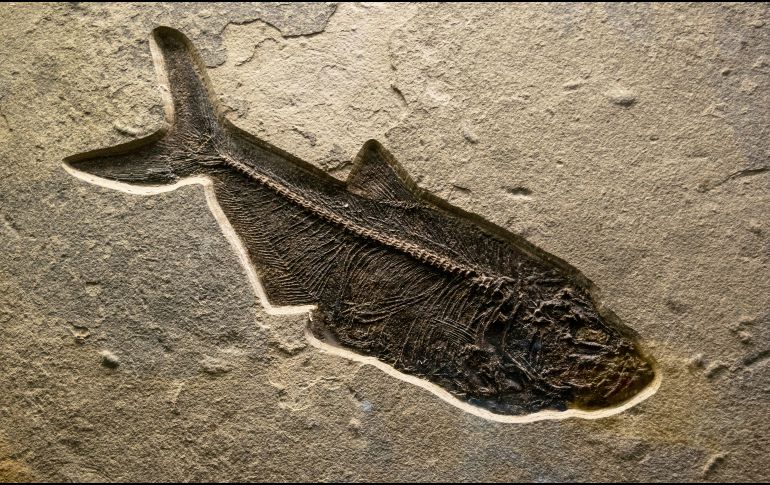 Buapichthys gracilis es un pez ancestral que daría origen a los que actualmente conocemos, por ejemplo, los peces arrecifales. UNSPLASH / J. MARTÍNEZ