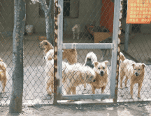 Los principales impulsores de la iniciativa, han sido enfáticos sobre la urgencia de esta regulación, ya que consideran que el comercio clandestino de animales en redes sociales es un nido de maltrato, fraude y propagación de enfermedades. CANVA