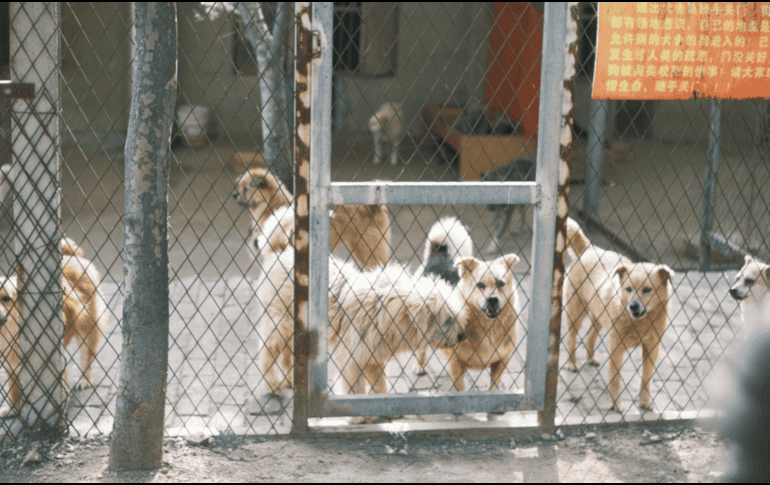 Los principales impulsores de la iniciativa, han sido enfáticos sobre la urgencia de esta regulación, ya que consideran que el comercio clandestino de animales en redes sociales es un nido de maltrato, fraude y propagación de enfermedades. CANVA