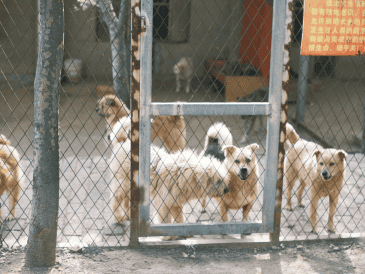 Los principales impulsores de la iniciativa, han sido enfáticos sobre la urgencia de esta regulación, ya que consideran que el comercio clandestino de animales en redes sociales es un nido de maltrato, fraude y propagación de enfermedades. CANVA
