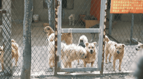 Los principales impulsores de la iniciativa, han sido enfáticos sobre la urgencia de esta regulación, ya que consideran que el comercio clandestino de animales en redes sociales es un nido de maltrato, fraude y propagación de enfermedades. CANVA