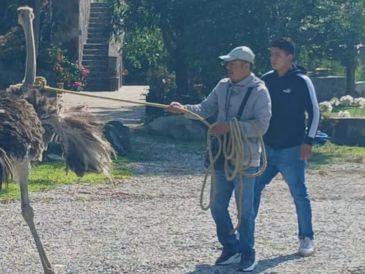 Antes de ser capturado, el avestruz hizo un recorrido que fue captado por internautas. ESPECIAL