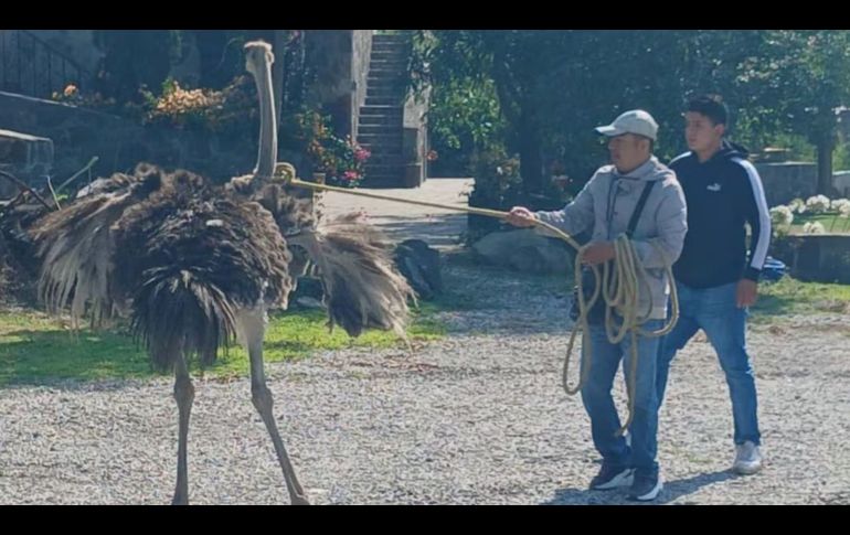 Antes de ser capturado, el avestruz hizo un recorrido que fue captado por internautas. ESPECIAL