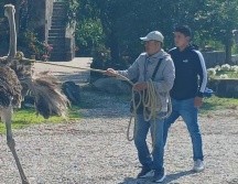 Antes de ser capturado, el avestruz hizo un recorrido que fue captado por internautas. ESPECIAL