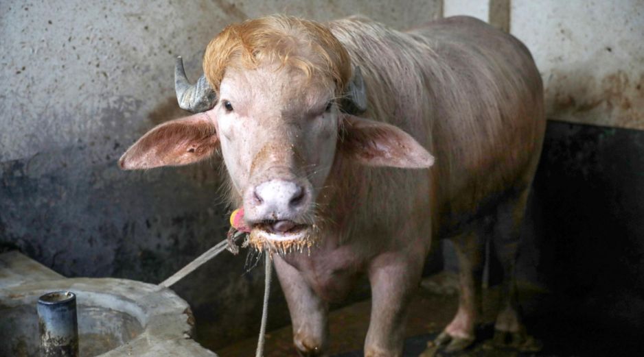 Imagen de archivo de wl búfalo albino de 700 kg, llamado Donald Trump y convertido en una sensación viral, en la granja agrícola Rabeya Agro Farm, en el distrito de Narayangonj, en las afueras de Dhaka, Bangladesh, el 19 de mayo de 2026. EFE/M. ALAM