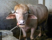 Imagen de archivo de wl búfalo albino de 700 kg, llamado Donald Trump y convertido en una sensación viral, en la granja agrícola Rabeya Agro Farm, en el distrito de Narayangonj, en las afueras de Dhaka, Bangladesh, el 19 de mayo de 2026. EFE/M. ALAM