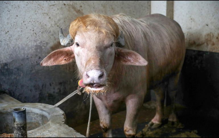 Imagen de archivo de wl búfalo albino de 700 kg, llamado Donald Trump y convertido en una sensación viral, en la granja agrícola Rabeya Agro Farm, en el distrito de Narayangonj, en las afueras de Dhaka, Bangladesh, el 19 de mayo de 2026. EFE/M. ALAM