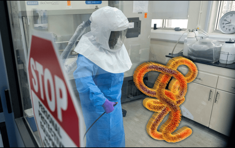 El virus del Ébola desencadena una agresiva fiebre hemorrágica que ataca múltiples órganos. XINHUA/Nie Zuguo