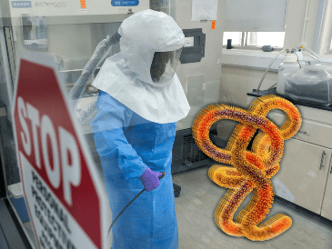El virus del Ébola desencadena una agresiva fiebre hemorrágica que ataca múltiples órganos. XINHUA/Nie Zuguo