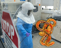 El virus del Ébola desencadena una agresiva fiebre hemorrágica que ataca múltiples órganos. XINHUA/Nie Zuguo