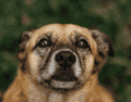 Los perros mestizos gozan de gran salud y son menos propensos a las enfermedades hereditarias. CANVA
