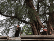 Estas acciones refuerzan el compromiso de la ciudad por preservar su memoria biológica y urbana, asegurando que estos gigantes verdes permanezcan intactos para las futuras generaciones. SUN/F. Zamora