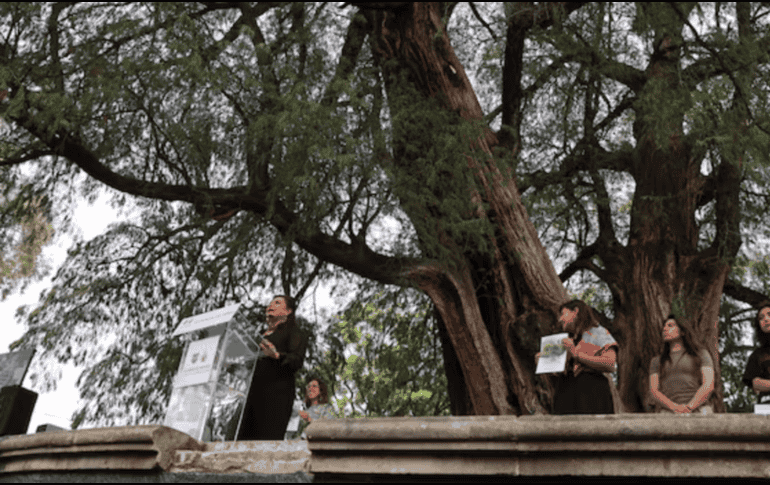 Estas acciones refuerzan el compromiso de la ciudad por preservar su memoria biológica y urbana, asegurando que estos gigantes verdes permanezcan intactos para las futuras generaciones. SUN/F. Zamora
