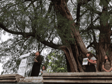 Estas acciones refuerzan el compromiso de la ciudad por preservar su memoria biológica y urbana, asegurando que estos gigantes verdes permanezcan intactos para las futuras generaciones. SUN/F. Zamora