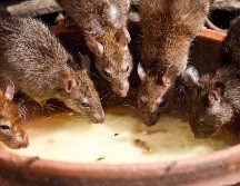 Deshacerte de una invasión de ratas es más fácil de lo que crees. ESPECIAL/PEXELS