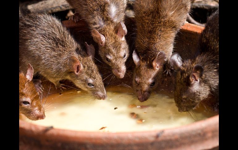 Deshacerte de una invasión de ratas es más fácil de lo que crees. ESPECIAL/PEXELS