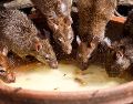 Deshacerte de una invasión de ratas es más fácil de lo que crees. ESPECIAL/PEXELS