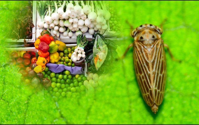 El insecto saltahojas Polyamia arachnion fue detectado en cargamento de verduras en la frontera de Nogales, Arizona. ESPECIAL / CANVA