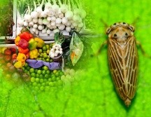 El insecto saltahojas Polyamia arachnion fue detectado en cargamento de verduras en la frontera de Nogales, Arizona. ESPECIAL / CANVA