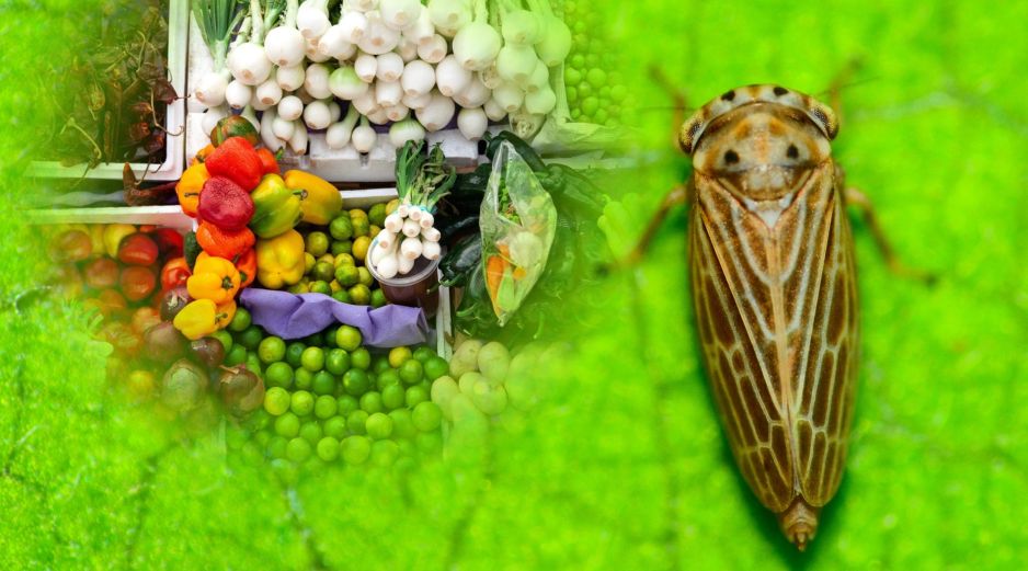 El insecto saltahojas Polyamia arachnion fue detectado en cargamento de verduras en la frontera de Nogales, Arizona. ESPECIAL / CANVA
