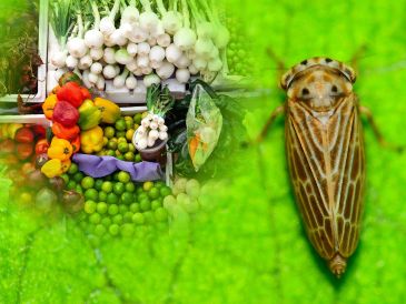 El insecto saltahojas Polyamia arachnion fue detectado en cargamento de verduras en la frontera de Nogales, Arizona. ESPECIAL / CANVA