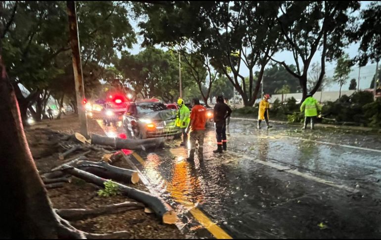 Un árbol cayó y dañó a un vehículo, sin reporte de personas lesionadas. PROTECCIÓN CIVIL Y BOMBEROS GUADALAJARA