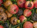 De acuerdo con la FAO, una tercera parte de todos los alimentos producidos a nivel global termina en la basura. UNSPLASH / P. NEUMANN