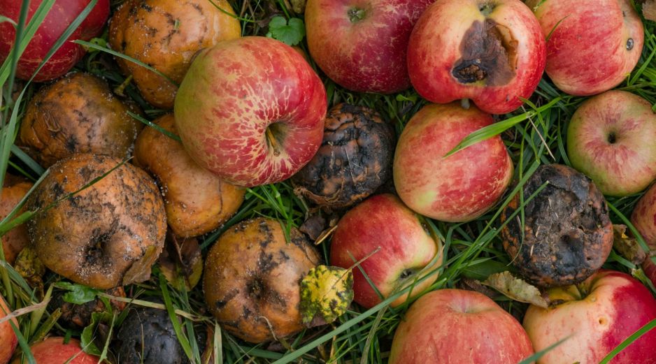 De acuerdo con la FAO, una tercera parte de todos los alimentos producidos a nivel global termina en la basura. UNSPLASH / P. NEUMANN