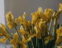 Con un diagnóstico adecuado, ajustes en el riego, buena iluminación y cuidados oportunos, muchas plantas que parecen perdidas pueden volver a crecer con fuerza y recuperar su aspecto. PEXELS