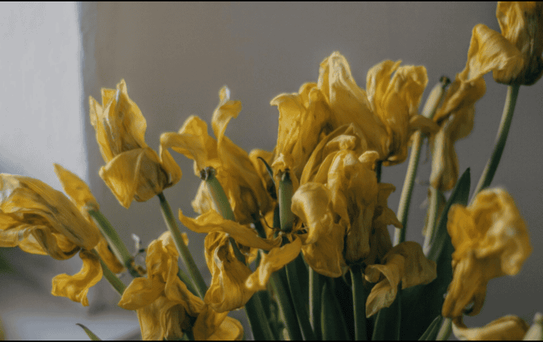 Con un diagnóstico adecuado, ajustes en el riego, buena iluminación y cuidados oportunos, muchas plantas que parecen perdidas pueden volver a crecer con fuerza y recuperar su aspecto. PEXELS