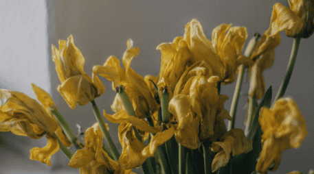 Con un diagnóstico adecuado, ajustes en el riego, buena iluminación y cuidados oportunos, muchas plantas que parecen perdidas pueden volver a crecer con fuerza y recuperar su aspecto. PEXELS