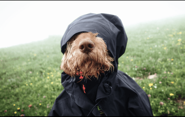 Mantener al perro mojado durante mucho tiempo puede favorecer problemas dermatológicos. CANVA