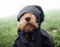 Mantener al perro mojado durante mucho tiempo puede favorecer problemas dermatológicos. CANVA