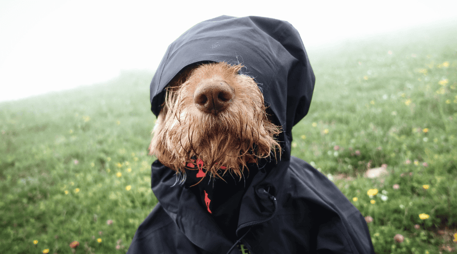 Mantener al perro mojado durante mucho tiempo puede favorecer problemas dermatológicos. CANVA