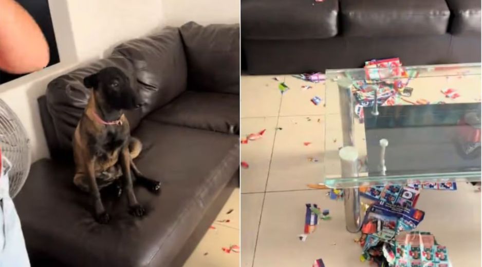 A pesar del daño, los internautas le pidieron a la dueña no ser tan cruel con su castigo. CAPTURA DE VIDEO