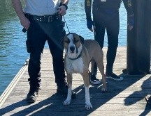 Voluntarios del servicio de rescate marítimo de Nueva Gales del Sur, en el este de Australia, rescataron a un perro que fue arrastrado por el mar tras caer desde unas rocas en una localidad costera. EFE/Marine Rescue