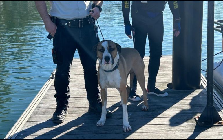Voluntarios del servicio de rescate marítimo de Nueva Gales del Sur, en el este de Australia, rescataron a un perro que fue arrastrado por el mar tras caer desde unas rocas en una localidad costera. EFE/Marine Rescue
