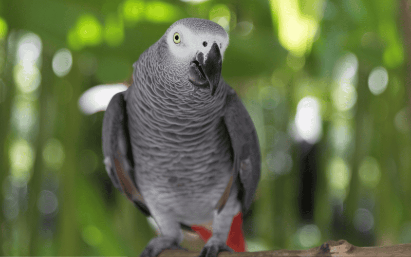 Loro gris africano. CANVA&nbsp;