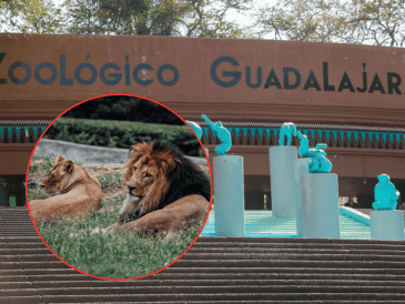 El ejemplar de león africano fue revisado por un equipo de médicos veterinarios del Zoológico de Guadalajara. EL INFORMADOR/ARCHIVO