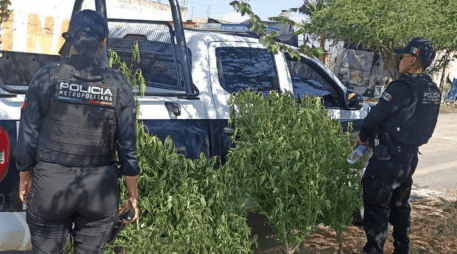 Autoridades decomisan presunto huerto clandestino de marihuana en Tlajomulco. CORTESÍA