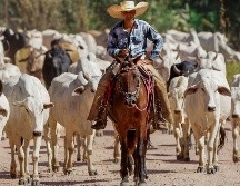 Texas alberga el mayor inventario de ganado vacuno de Estados Unidos, con más de 12 millones de cabezas. ESPECIAL/PEXELS
