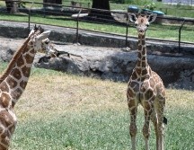 El recinto compartió las adorables fotos de las jirafitas, donde se puede ver que crecen rápido para pronto estar como sus compañeras adultas; gigantes. CORTESÍA/ Zoológico Guadalajara