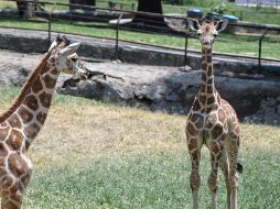 El recinto compartió las adorables fotos de las jirafitas, donde se puede ver que crecen rápido para pronto estar como sus compañeras adultas; gigantes. CORTESÍA/ Zoológico Guadalajara