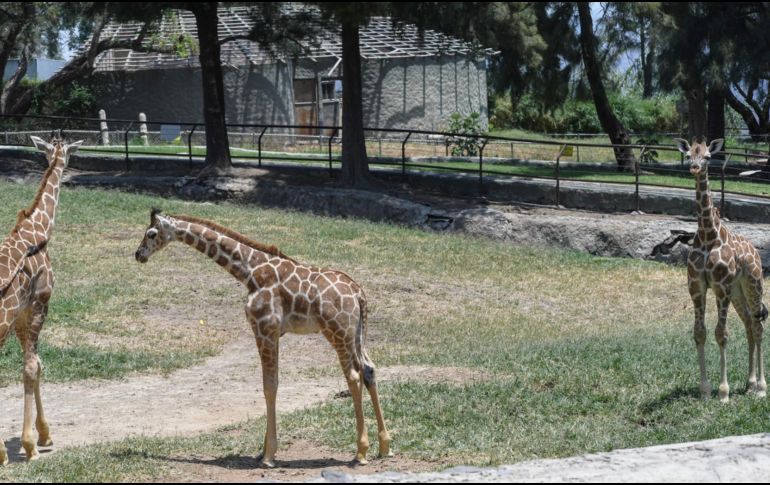 El recinto compartió las adorables fotos de las jirafitas, donde se puede ver que crecen rápido para pronto estar como sus compañeras adultas; gigantes. CORTESÍA/ Zoológico Guadalajara