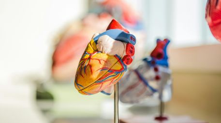 Uno de los beneficios más destacados de este ejercicio es su capacidad para contribuir al control de la presión arterial, especialmente en personas con hipertensión leve o moderada. Unsplash
