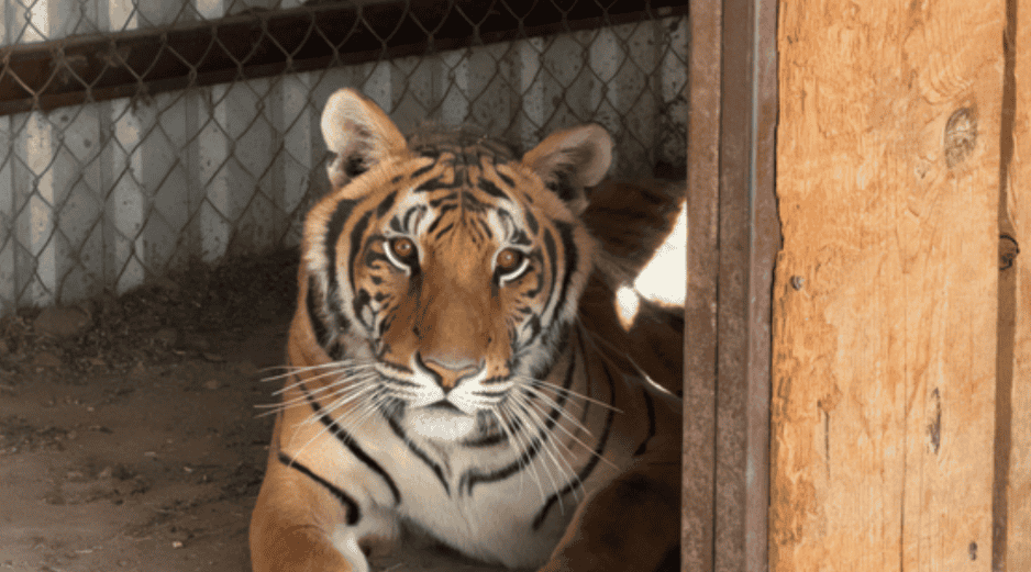 El tigre de bengala es una especie que se distribuye principalmente en el continente asiático. PROFEPA