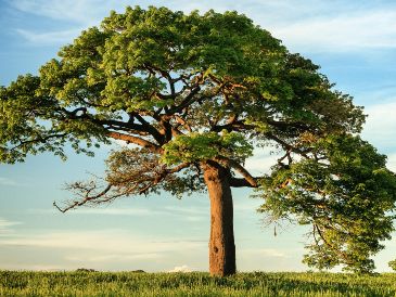 El 5 de junio marca el Día Mundial del Medioambiente, una jornada crucial para frenar el cambio climático. Unsplash