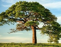 El 5 de junio marca el Día Mundial del Medioambiente, una jornada crucial para frenar el cambio climático. Unsplash
