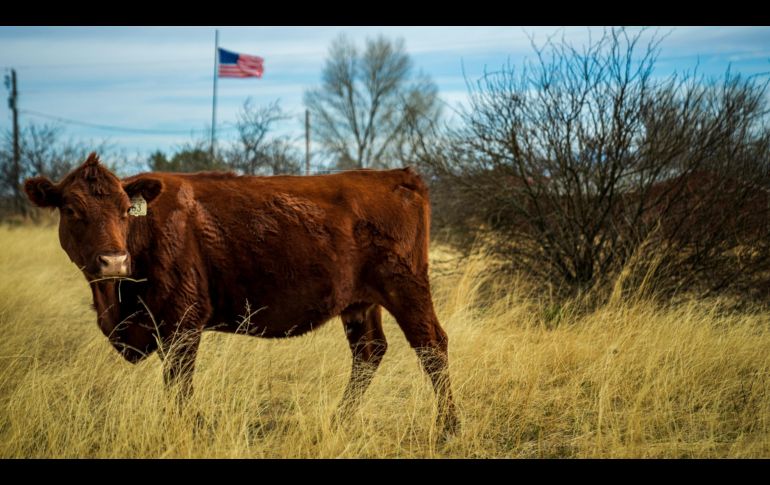 Autoridades utilizarán la técnica del insecto estéril para controlar al gusano barrenador en Texas. ESPECIAL/PEXELS