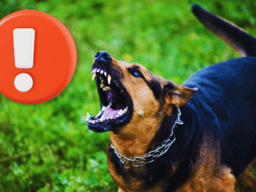 En el mundo de las mascotas, existe un rumor persistente sobre ciertas razas de perros que, supuestamente, desconocen a sus dueños con el paso del tiempo. ESPECIAL / CANVA